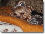 Jork��rsk� terier, Yorkshire Terrier,
