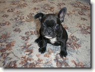 Bouledogue francais, French Bulldog