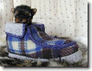 Jork��rsk� terier, Yorkshire Terrier,