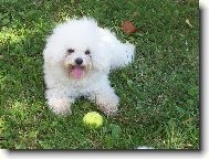 Bichon � poil fris�, Bichon Frise
