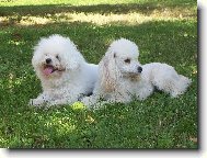 Bichon � poil fris�, Bichon Frise