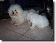 Bichon � poil fris�, Bichon Frise
