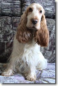 English Cocker Spaniel