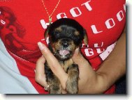Jork��rsk� terier, Yorkshire Terrier,