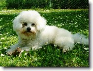 Bichon � poil fris�, Bichon Frise