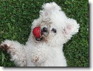 Bichon � poil fris�, Bichon Frise