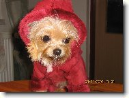 Jork��rsk� terier, Yorkshire Terrier,