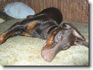 Dobermann, Doberman