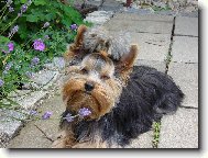 Jork��rsk� terier, Yorkshire Terrier,