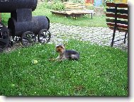 Jork��rsk� terier, Yorkshire Terrier,