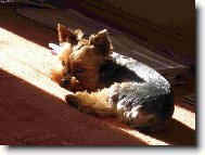 Jork��rsk� terier, Yorkshire Terrier,
