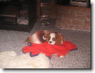 Cavalier King Charles Spaniel