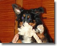 Berner Sennenhund