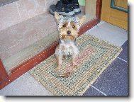 Jork��rsk� terier, Yorkshire Terrier,