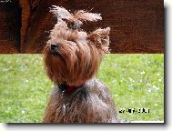 Jork��rsk� terier, Yorkshire Terrier,