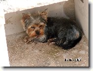 Jork��rsk� terier, Yorkshire Terrier,