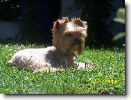 Jork��rsk� terier, Yorkshire Terrier,
