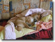 Shiba Inu