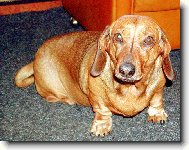 Dachshund