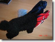 Poodle, Caniche