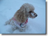 Poodle, Caniche