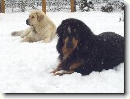 Tibetan Mastiff