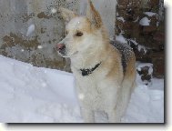 German Shepherd Dog