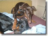 Dobermann, Doberman