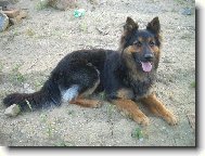 Chodsk� pes