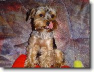 Jork��rsk� terier, Yorkshire Terrier,