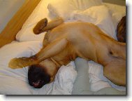Bullmastiff