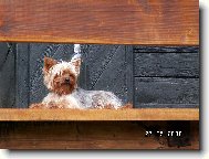 Jork��rsk� terier, Yorkshire Terrier,