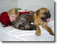 Bullmastiff
