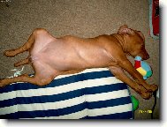 R�vidsz�r� Magyar Vizsla, Hungarian Short-haired Pointing Dog