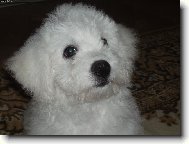 Bichon � poil fris�, Bichon Frise