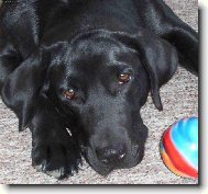 Labrador Retriever