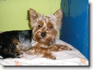 Jork��rsk� terier, Yorkshire Terrier,