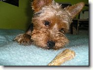 Jork��rsk� terier, Yorkshire Terrier,