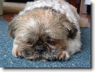 �icu, Shih-Tzu