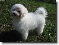 Bichon � poil fris�, Bichon Frise