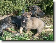 German Shepherd Dog