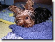 Jork��rsk� terier, Yorkshire Terrier,