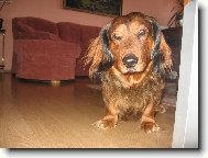 Dachshund