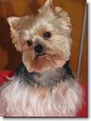 Jork��rsk� terier, Yorkshire Terrier,