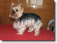 Jork��rsk� terier, Yorkshire Terrier,