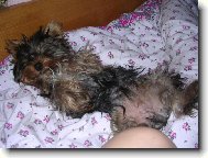 Jork��rsk� terier, Yorkshire Terrier,