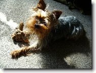 Jork��rsk� terier, Yorkshire Terrier,