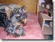 Jork��rsk� terier, Yorkshire Terrier,