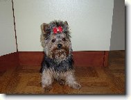 Jork��rsk� terier, Yorkshire Terrier,