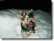 Jork��rsk� terier, Yorkshire Terrier,